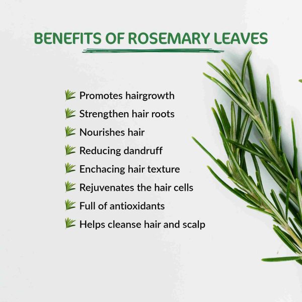 Rosemary Leaves for Hair Growth | Pure & Natural